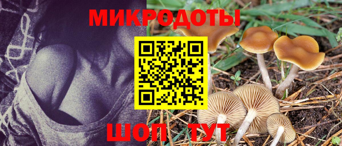 Псилоцибиновые грибы мицелий Кузнецк